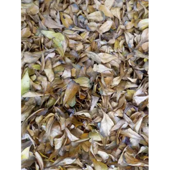 Natural Dry Mango Leaves